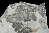 Pennsylvanian Fossil Fern (Neuropteris) Plate - Kentucky #176759-2